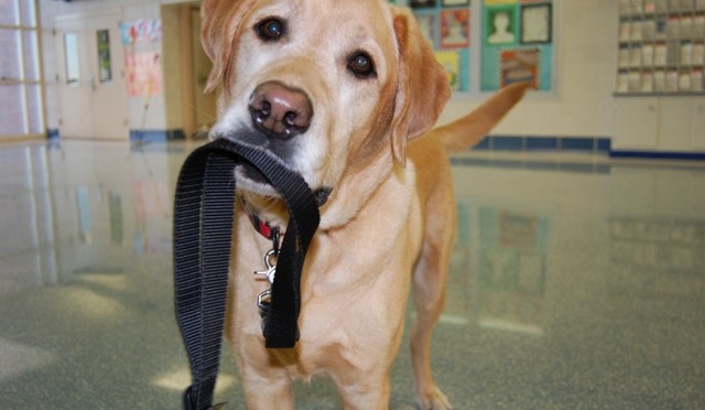 Puppy Kindergarten