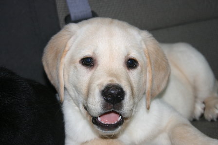 UDS Pet Puppy Class